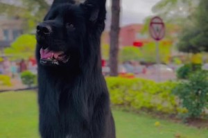 市区养德牧犬的较少原因分析（部队养德牧犬的优势与市区养犬困境）