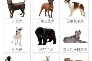 最适合养狗新手的6种宠物犬（适合养狗新手的宠物犬品种及其特点）