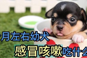 小狗感冒咳嗽怎么办？（药物治疗小狗感冒咳嗽的有效方法）
