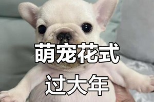5个月的法斗养护指南（喂食量与健康建议）