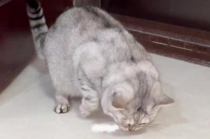 猫的生育周期（探索猫的繁殖过程及时间）