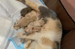 母猫多久会离开小猫（猫妈妈对于小猫的离开有何影响）