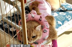 为什么猫咬人很轻？（探讨猫咬人轻的原因及其关键因素）