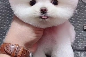 探索俊介犬的神秘原乡（揭开俊介犬的故乡之谜）