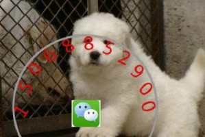 大白熊犬的饲养开销究竟有多高？（探寻养大白熊犬的花费与成本）