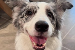 可爱小型狗狗的世界（探索各类小型犬种，发现适合你的伴侣）