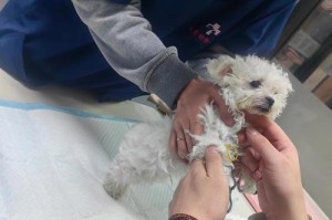 幼犬适合喝什么酸奶？（酸奶对幼犬有哪些好处？）