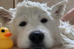 以萨摩耶产子后多久可洗澡（合理时间和注意事项指南）