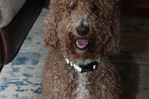泰迪犬价格揭秘（泰迪犬品相较好的市场行情）