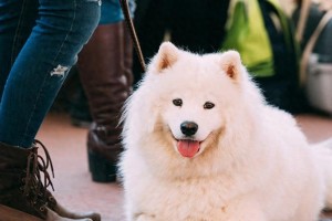 公认好养、忠心的狗狗品种（选择一只真正值得信赖的伴侣犬，享受无悔的养狗之旅）