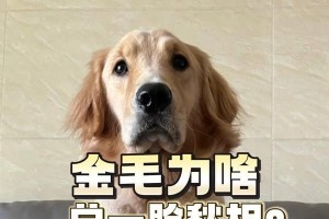 金毛寻回犬——忠诚与智慧的化身（一只拥有卓越鼻力与温和性情的猎犬）