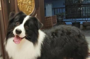 边牧VS金毛（如何在边牧和金毛之间做出明智选择）