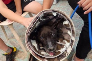 狗狗膀胱结石（寿命、治疗和预防）
