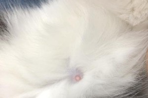 猫咪怀孕了的主要症状（猫咪怀孕了，你需要了解的15个症状）