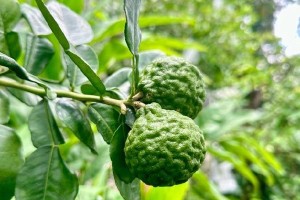 鹩哥两个月的水果之旅（品味多样水果，健康成长）