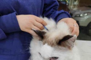 母猫绝育后猫圈带多久合适？（照顾你的宠物猫的关键是什么？）
