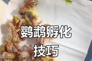鹦鹉孵化（探索鹦鹉孵化的时间周期及相关因素）
