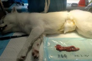 狗狗绝育后的饮食时间调整（了解绝育狗狗进食的最佳时间和方式）