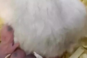 仓鼠生育周期及繁殖特点（了解仓鼠生育周期与繁殖特点，助你成为合格的仓鼠主人）