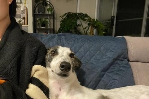 格力犬尾巴卷曲的原因与特点（探寻格力犬尾巴卷曲的演化历程以及遗传机制）