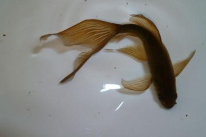 草金鱼的生长周期及关键因素（探究草金鱼的成长速度与环境因素的关系）