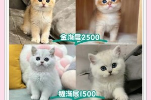 以英短杂猫能活多久（探寻英短杂猫的寿命与健康秘诀）