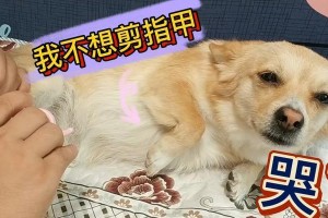揭秘狗为什么在剪毛时那么乖（探索狗在剪毛过程中表现出的乖巧行为的原因）