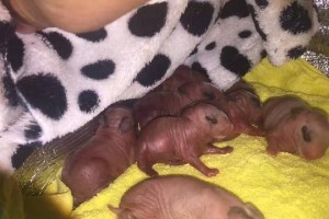 哺乳期的母兔饮食指南（为健康幼兔提供营养丰富的母乳）