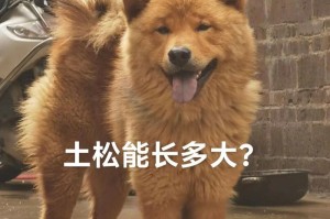 如何判断狗狗一天吃多少才合适？（从体重、年龄和活动水平出发，掌握科学喂养狗狗的方法）