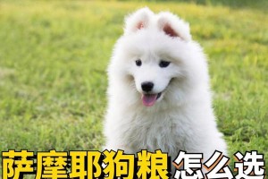 宠物狗的健康护理（了解适合两个月大的萨摩耶犬的药物，确保它们的健康成长。）