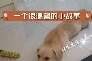 55天狗狗的饮食需求（科学健康的饮食为狗狗打下健康基础）
