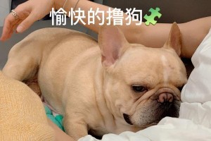 狗过敏者饮食禁忌及注意事项（了解狗过敏者的饮食禁忌，让你远离过敏症状）