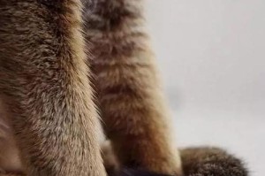 猫为什么用尾巴遮脚？（探索猫咪行为中的神秘之处）