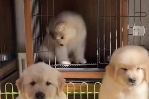 金毛幼犬成长期的关键阶段（探索金毛幼犬从出生到成熟的成长之路）