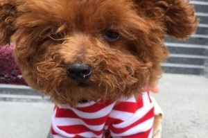 为什么泰迪耳朵不长？（探究泰迪犬耳朵短小的原因和特点）