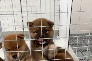 柴犬耳朵竖立的时间及原因（揭秘柴犬耳朵竖立的背后秘密）
