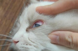 猫疱疹病毒（了解猫疱疹病毒的症状和如何保护您的爱猫）