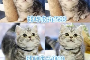 美短猫仔的断奶时间和注意事项（探讨美短猫仔断奶的最佳时间和关注点）
