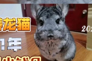 龙猫价格调查（了解龙猫市场行情及价格波动情况）