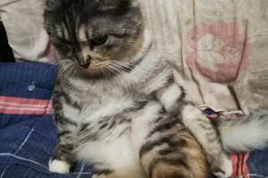 探秘美短三色-纯种美国短毛猫的颜色特征（了解美短三色，发现它们的独特魅力）