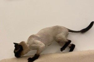 有效方法阻止猫咪挠家具，让沙发远离猫爪（保护家具免受猫咪爪子侵害，让你的沙发焕然一新）