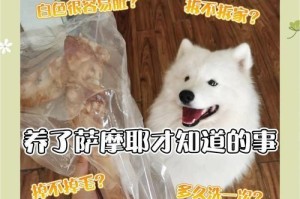 如何科学喂养成年萨摩耶（萨摩耶成年犬的合理饮食和喂养方法）
