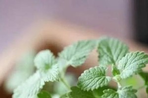 猫咪为什么要吃草？（探究猫咪吃草的原因及是否需要注意）