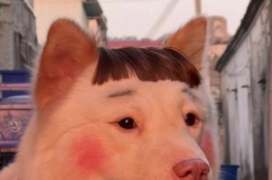 黄颜色眉毛的狗狗——一种稀有的品种（探秘拥有黄眉毛的狗狗）