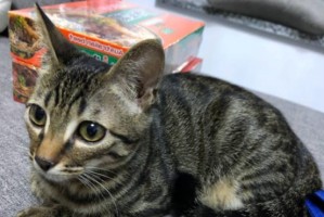 国外猫水土不服的表现及应对方法（探讨国外猫适应新环境的关键因素与方法）