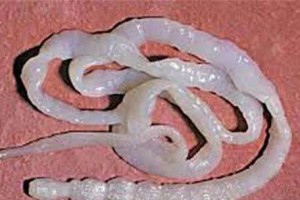 揭秘寄生虫大盘点（探究狗身上寄生虫的形成原因和驱虫重要性）