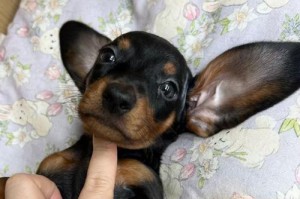 养腊肠犬幼崽的注意事项（打造幸福健康的腊肠犬宝宝生活）