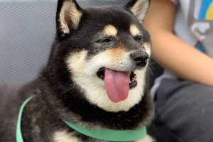 以舌头歪看医学科学的奇妙世界（探索身体内外的奥秘，揭开医学科学的神秘面纱）