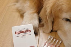 狗狗有耳螨怎么办？有效治疗方法和费用解析（解决狗狗耳螨问题的关键方法，治疗费用及预防措施一览）