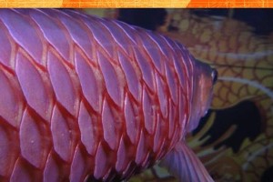 探究观赏鱼掉鳞的原因（揭秘观赏鱼掉鳞的主要因素及预防方法）